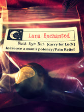 Load image into Gallery viewer, Lucky Buckeye Nut
