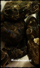 Load image into Gallery viewer, Turritella Agate
